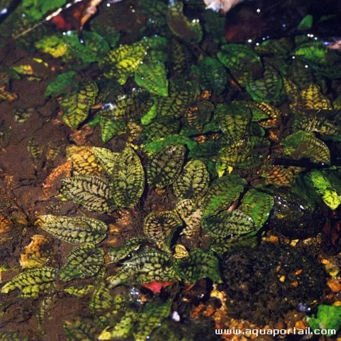 Cryptocoryne striolata Cryptocoryne striolata