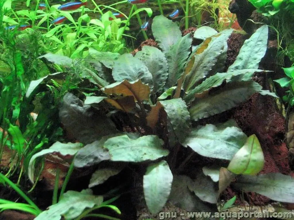Cryptocoryne wendtii Cryptocoryne wendtii