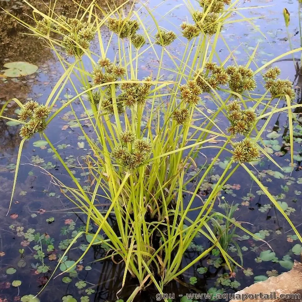 Cyperus eragrostis Cyperus eragrostis