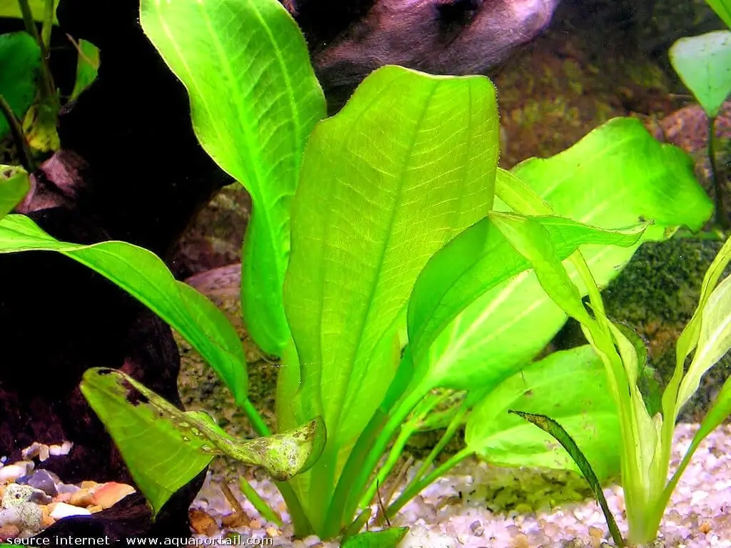 Echinodorus bleheri