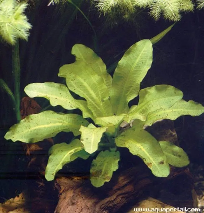 Echinodorus osiris