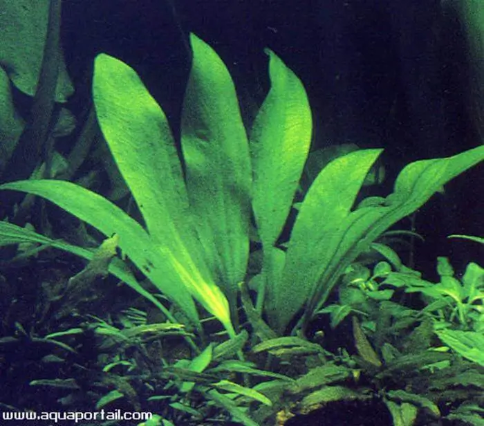 Echinodorus palaefolius Echinodorus palaefolius