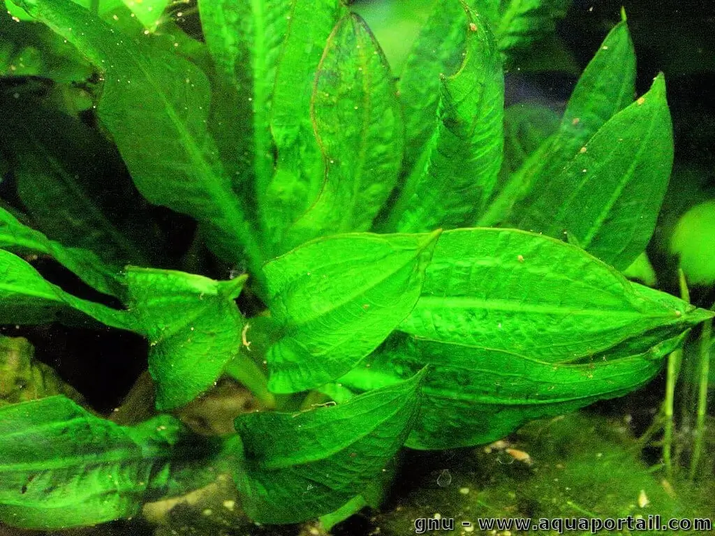 Echinodorus parviflorus Echinodorus parviflorus