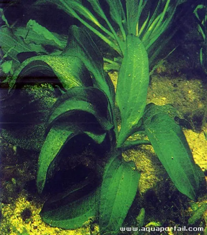 Echinodorus portoalegrensis Echinodorus portoalegrensis