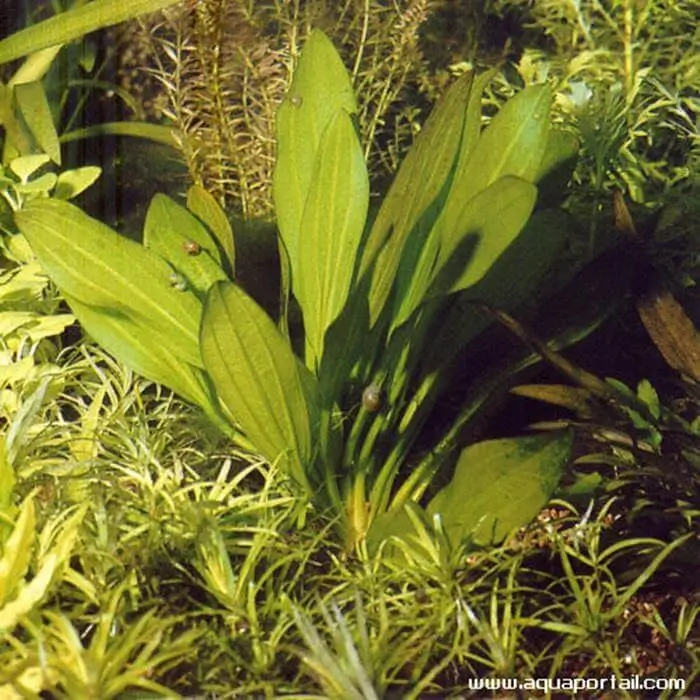 Echinodorus subulatus