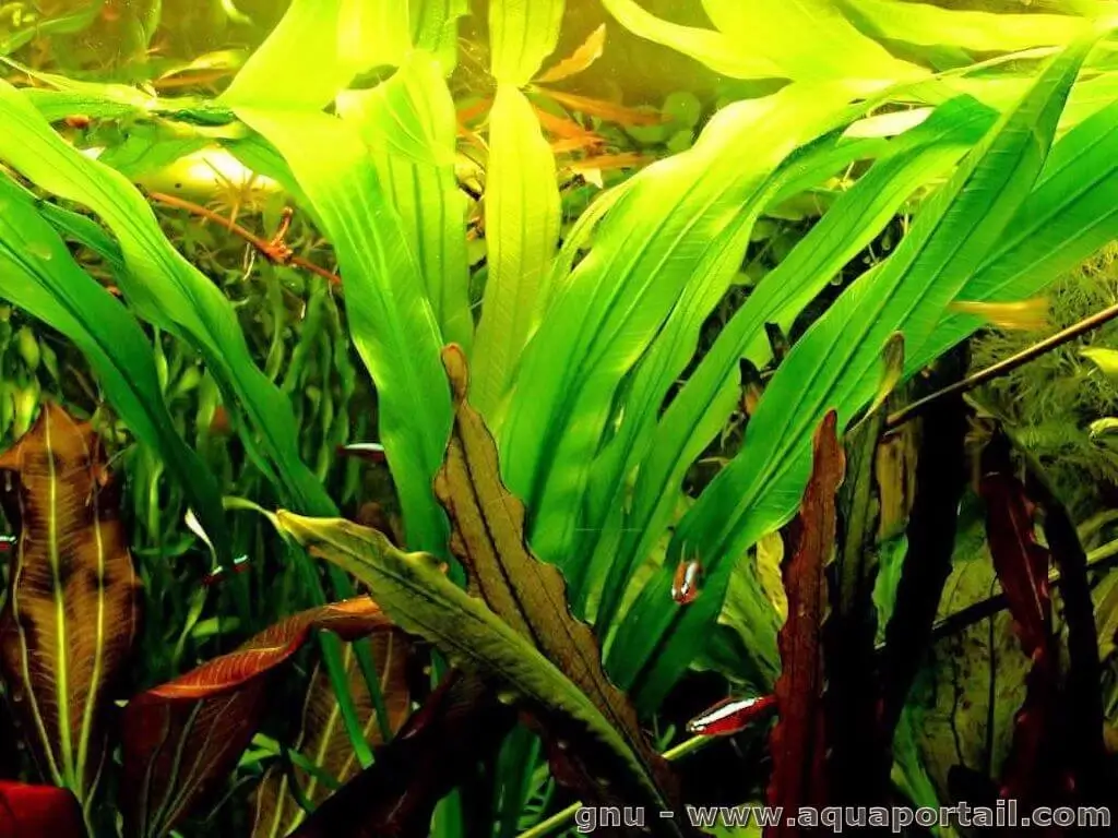 Echinodorus uruguayensis Echinodorus uruguayensis