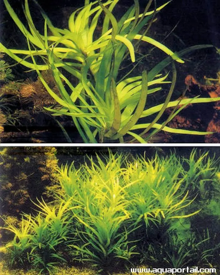Eichhornia diversifolia