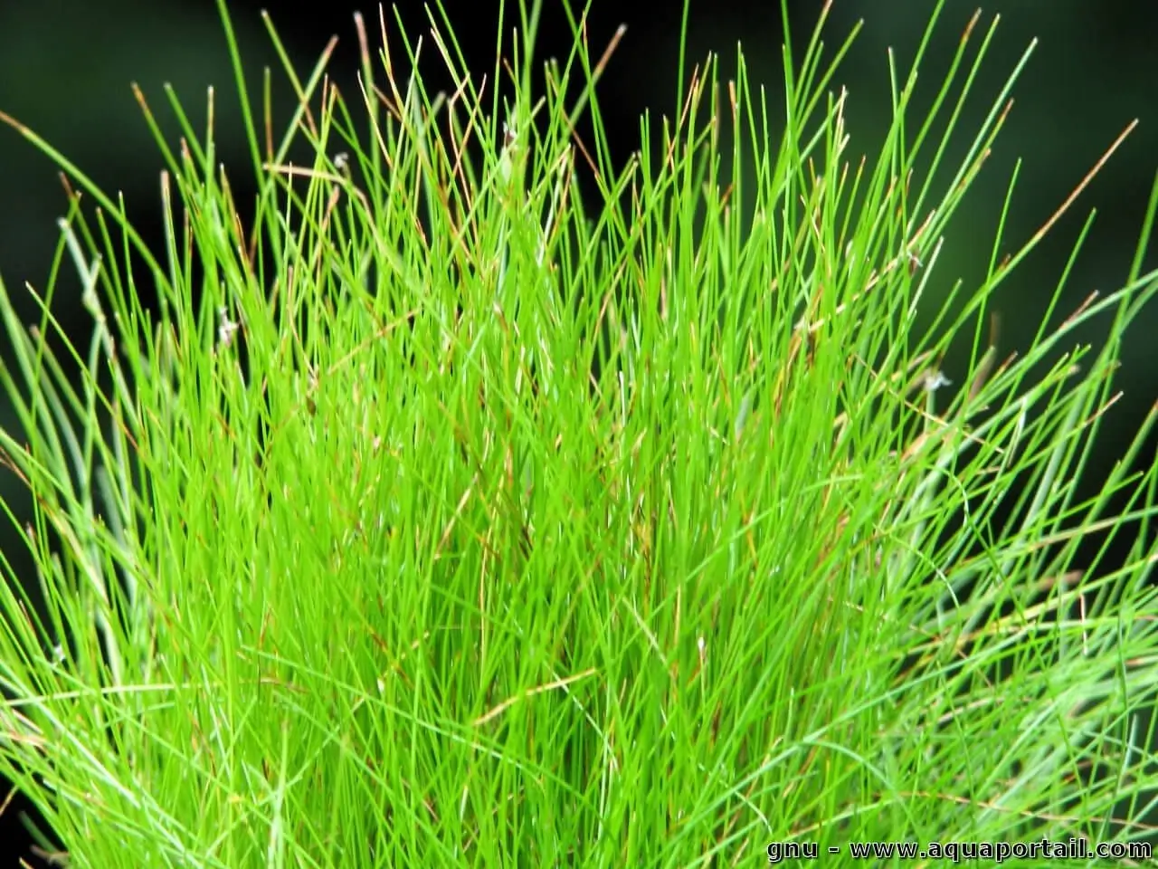 Eleocharis acicularis