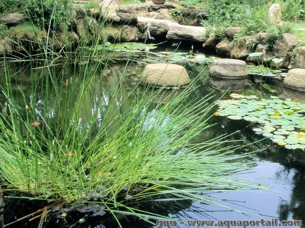 Eleocharis dulcis Eleocharis dulcis