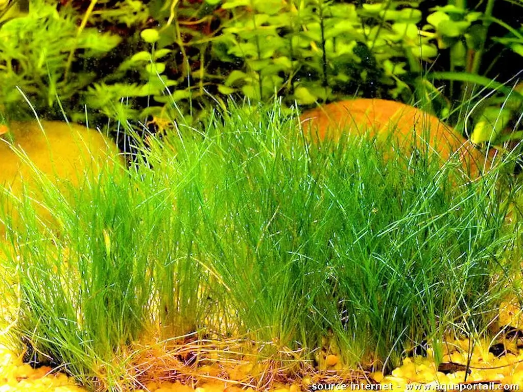 Eleocharis parvula Eleocharis parvula