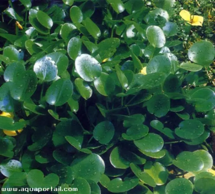 Hydrocleys nymphoides