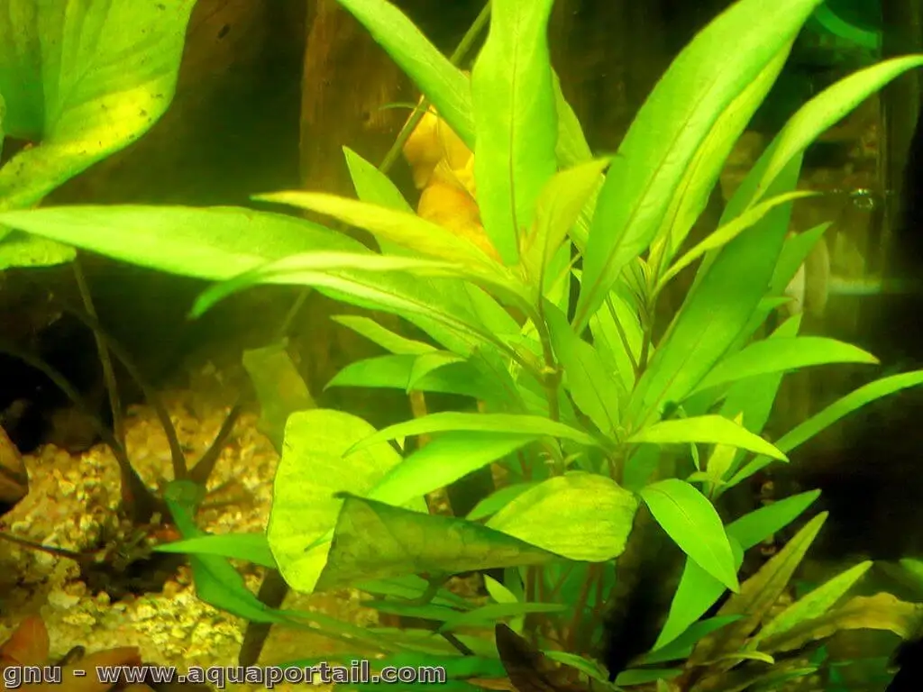 Hygrophila salicifolia Hygrophila salicifolia