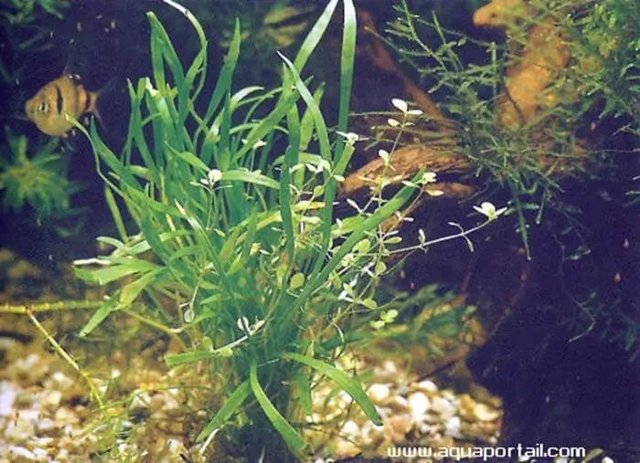 Lilaeopsis brasiliensis