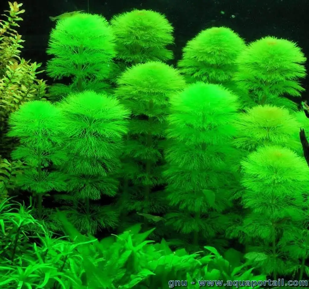 Limnophila aquatica