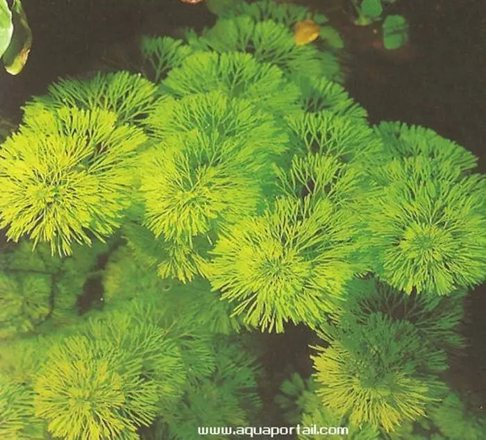 Limnophila indica Limnophila indica