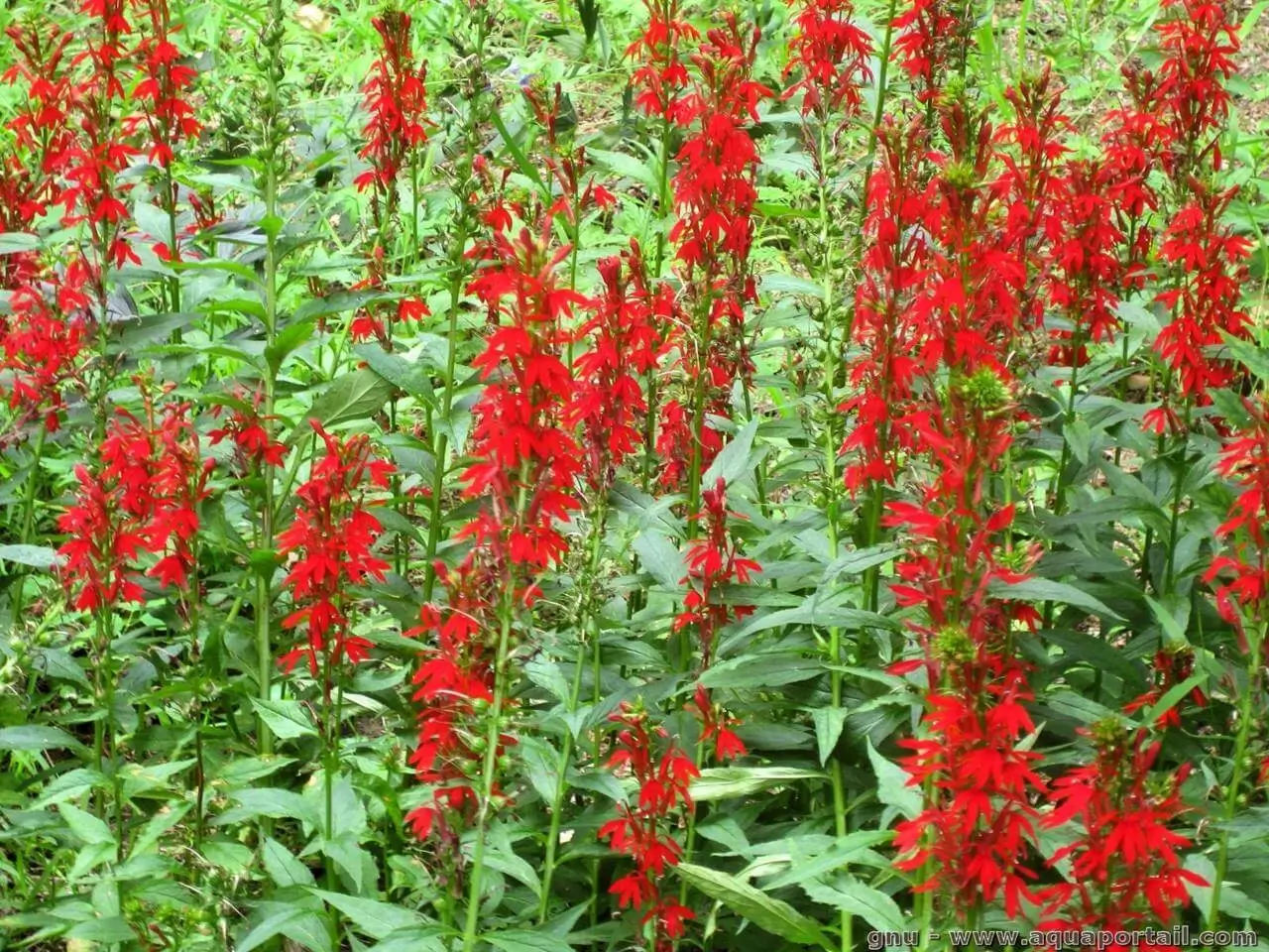 Lobelia splendens