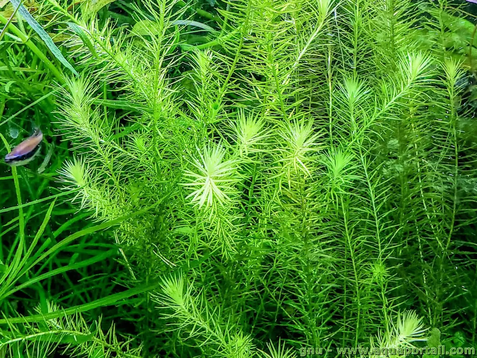 Mayaca fluviatilis Mayaca fluviatilis