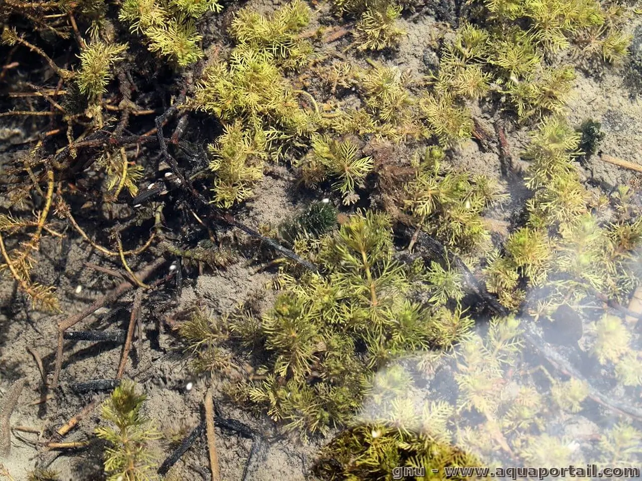 Myriophyllum alterniflorum