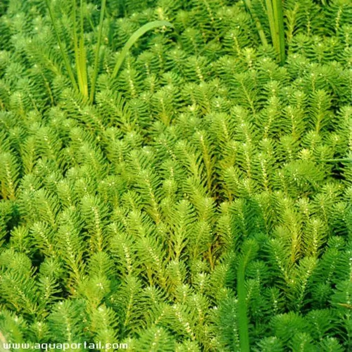 Myriophyllum aquaticum