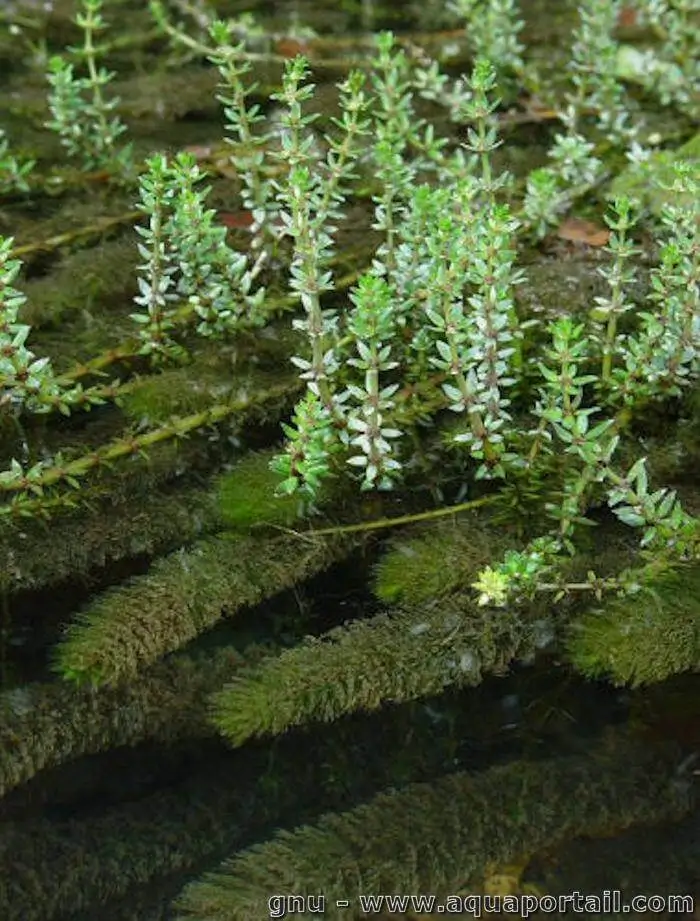 Myriophyllum heterophyllum Myriophyllum heterophyllum