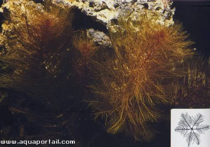 Myriophyllum mattogrossense