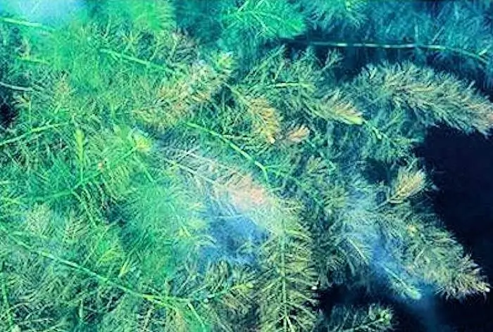 Myriophyllum oguraense