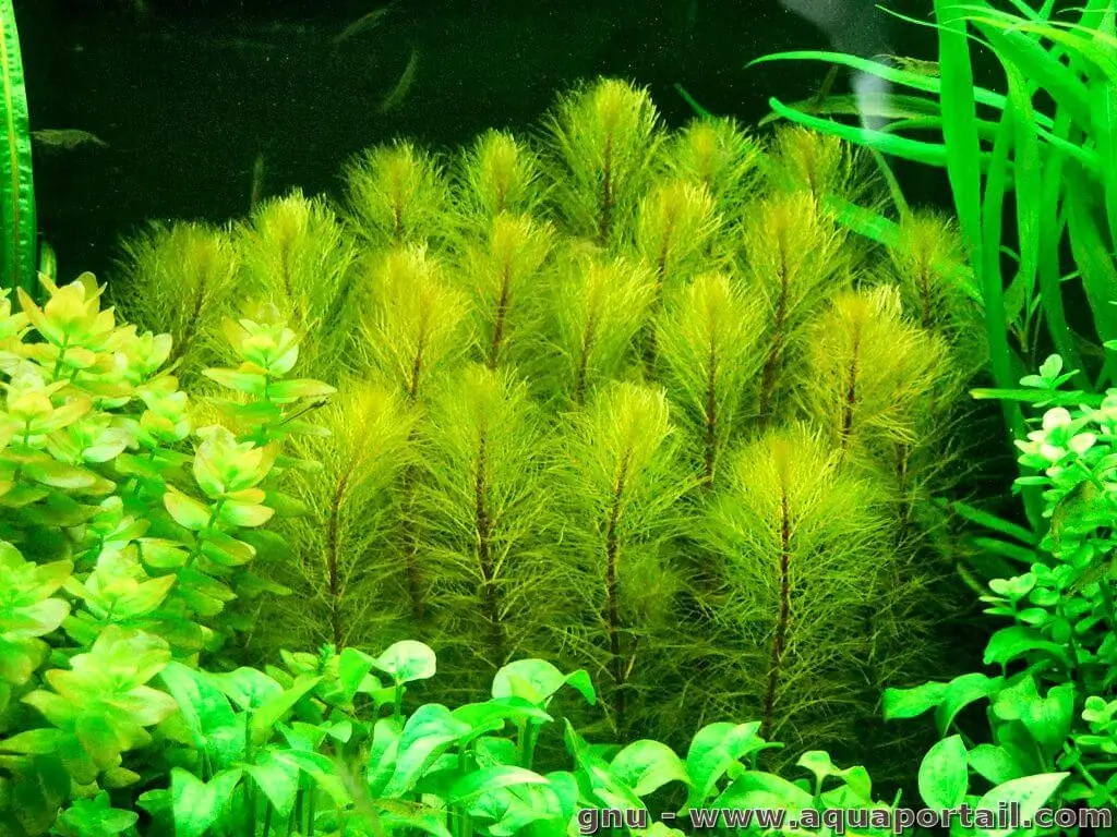 Myriophyllum pinnatum