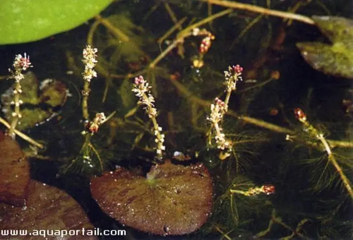 Myriophyllum spicatum
