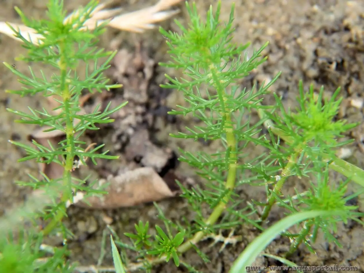 Myriophyllum ussuriense