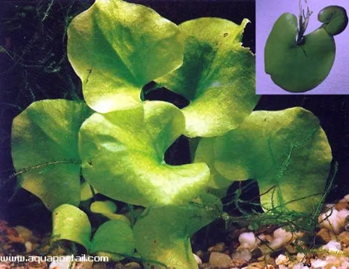 Nymphoides indica