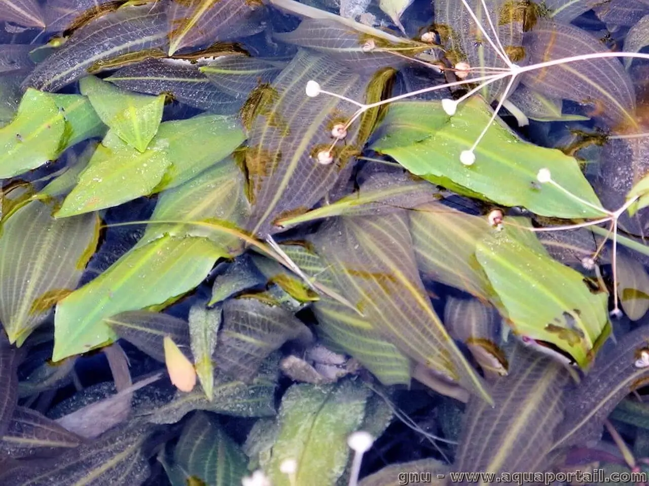 Potamogeton coloratus
