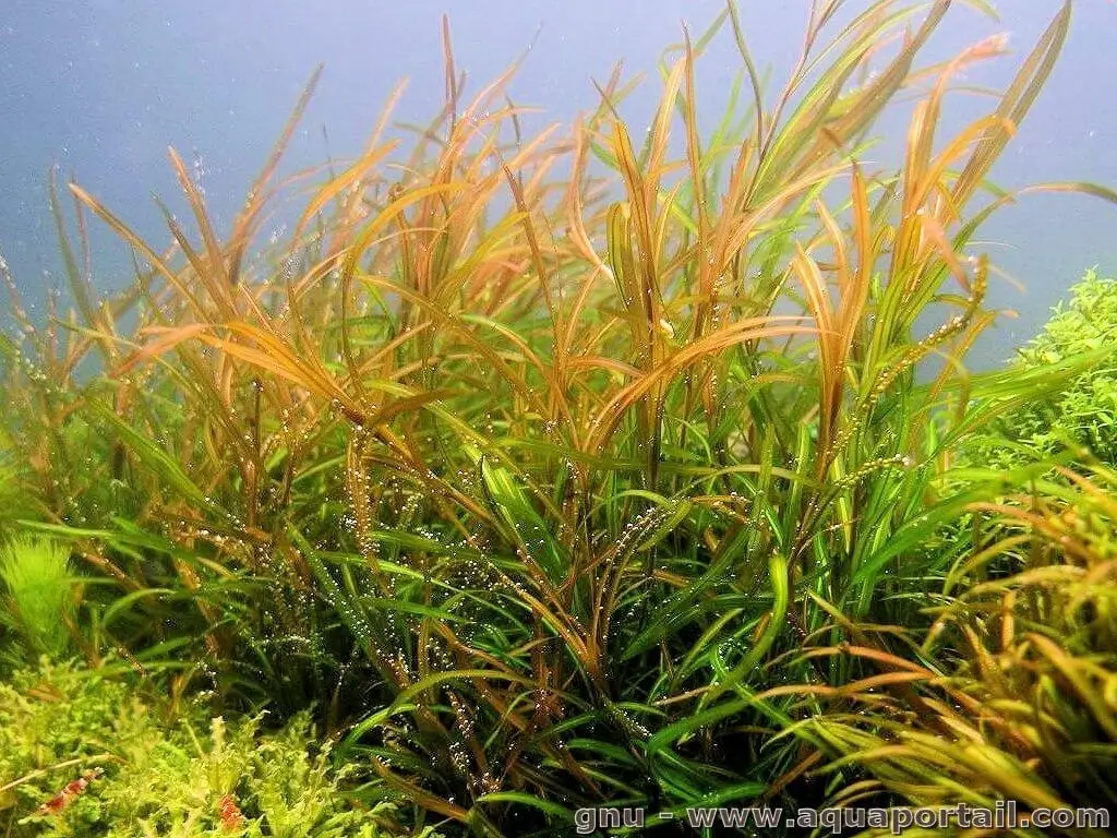 Potamogeton gayi