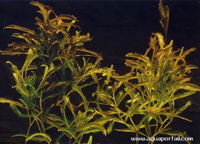 Potamogeton gramineus