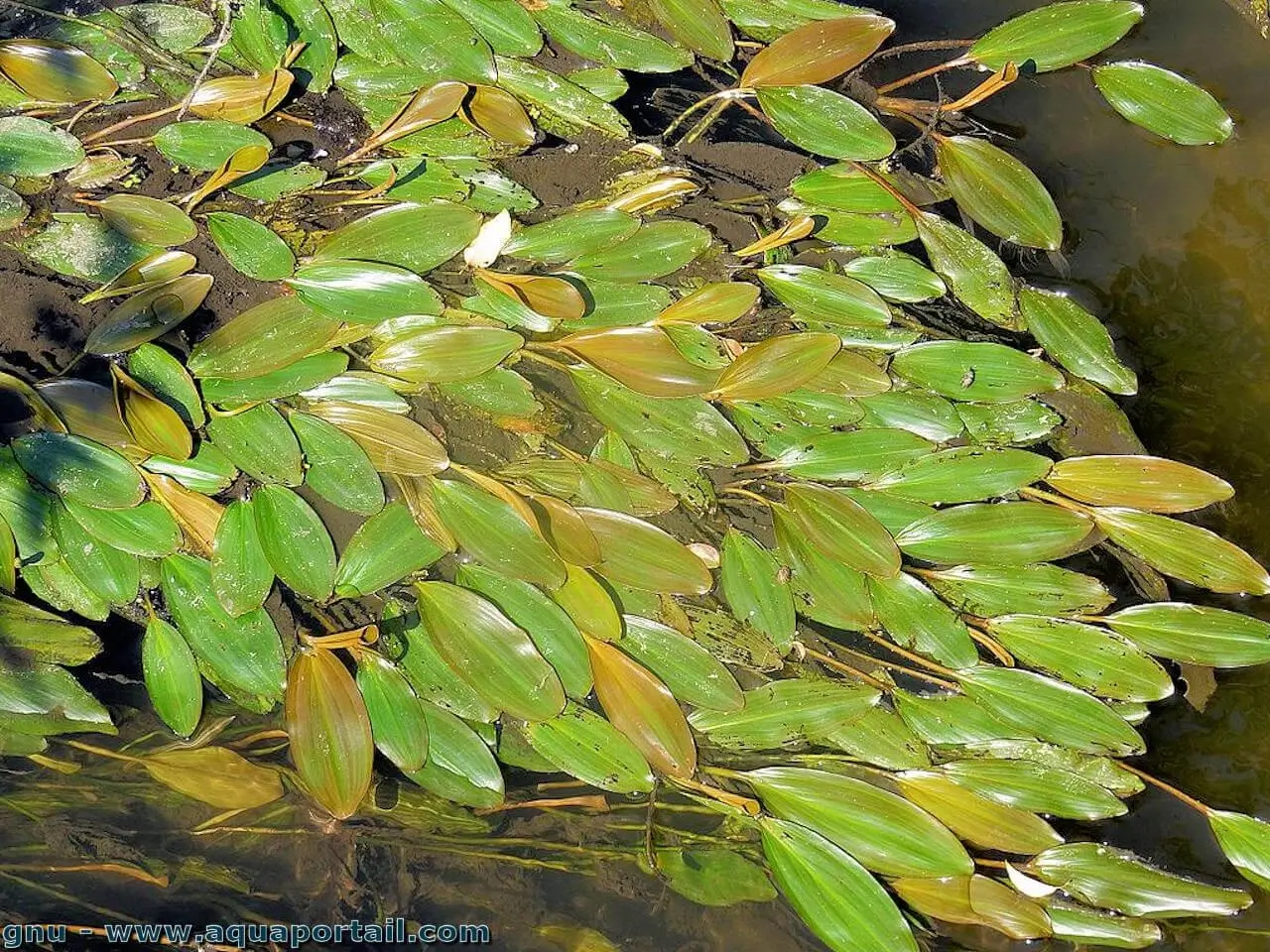 Potamogeton natans