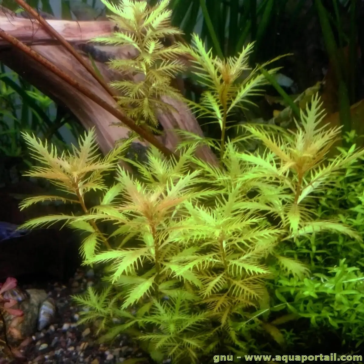 Proserpinaca palustris
