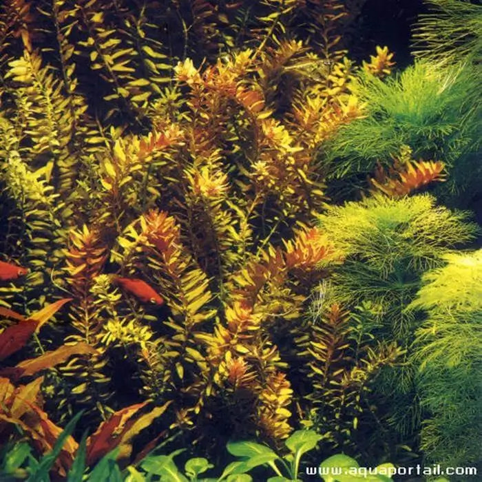 Rotala indica