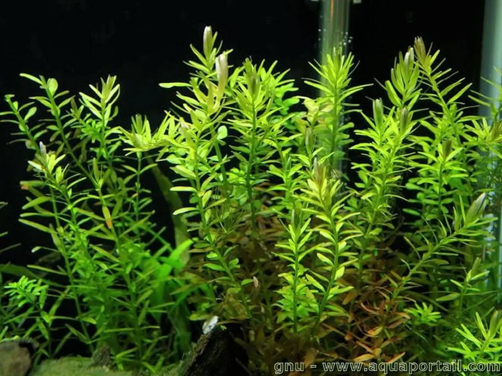 Rotala rotundifolia