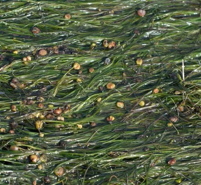 Ruppia maritima