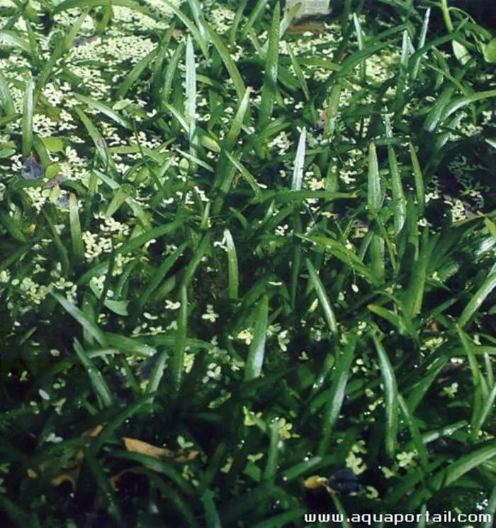 Sagittaria eatoni