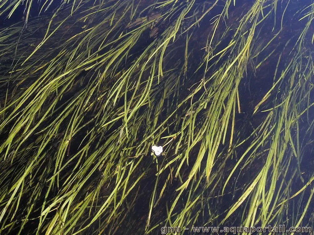 Sagittaria filiforrnis Sagittaria filiforrnis