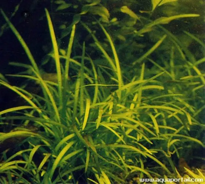 Sagittaria graminea Sagittaria graminea