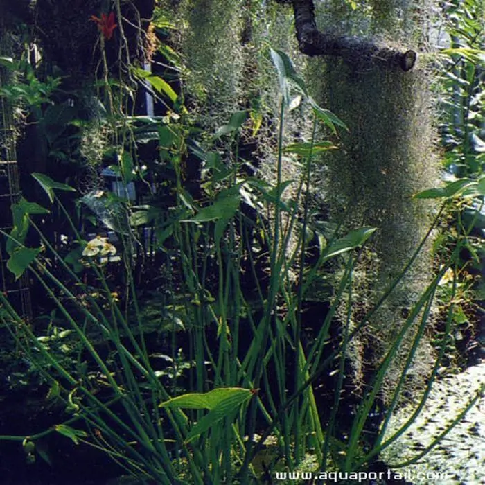 Sagittaria montevidensis