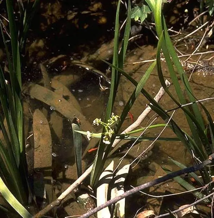 Sagittaria papillosa