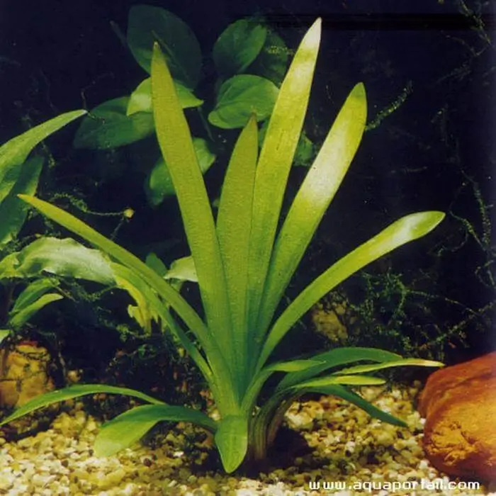 Sagittaria platyphylla Sagittaria platyphylla