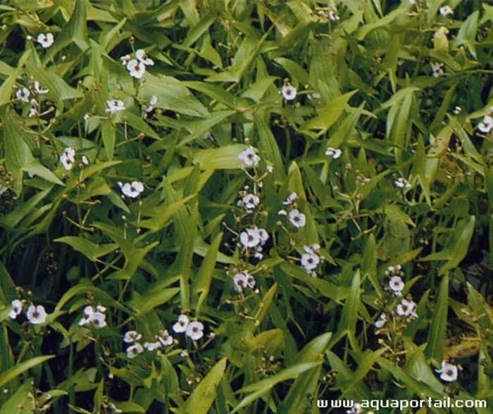 Sagittaria sagittifolia