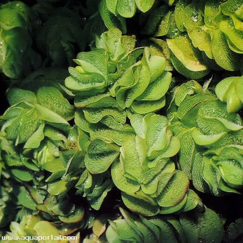 Salvinia auriculata