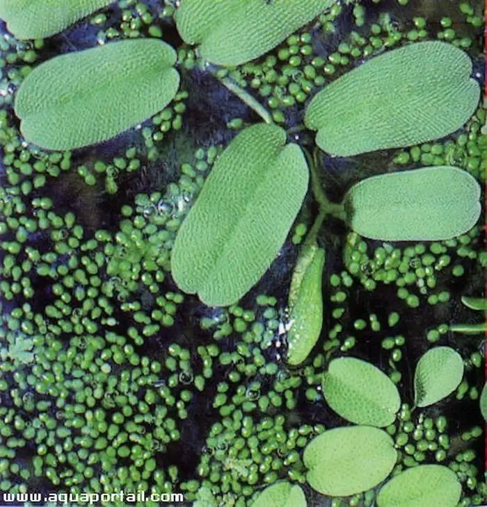 Salvinia oblongifolia
