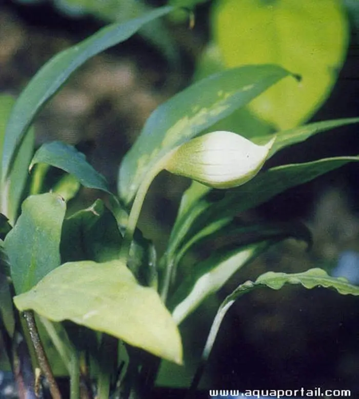 Schismatoglottis brevipes