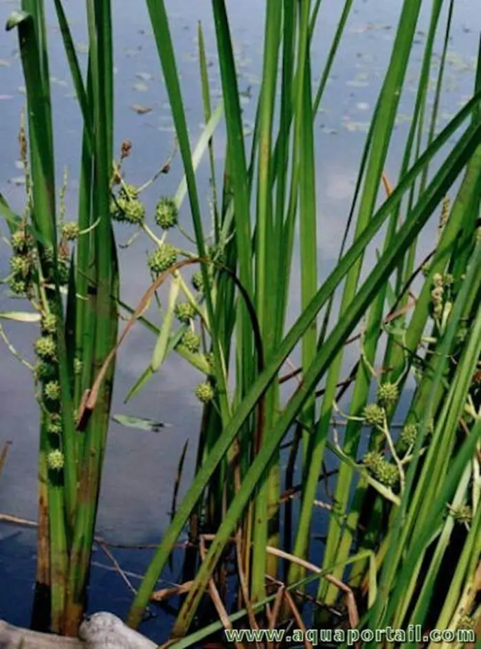 Sparganium ramosum Sparganium ramosum