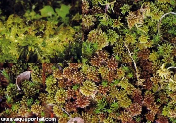 Sphagnum affine Sphagnum affine
